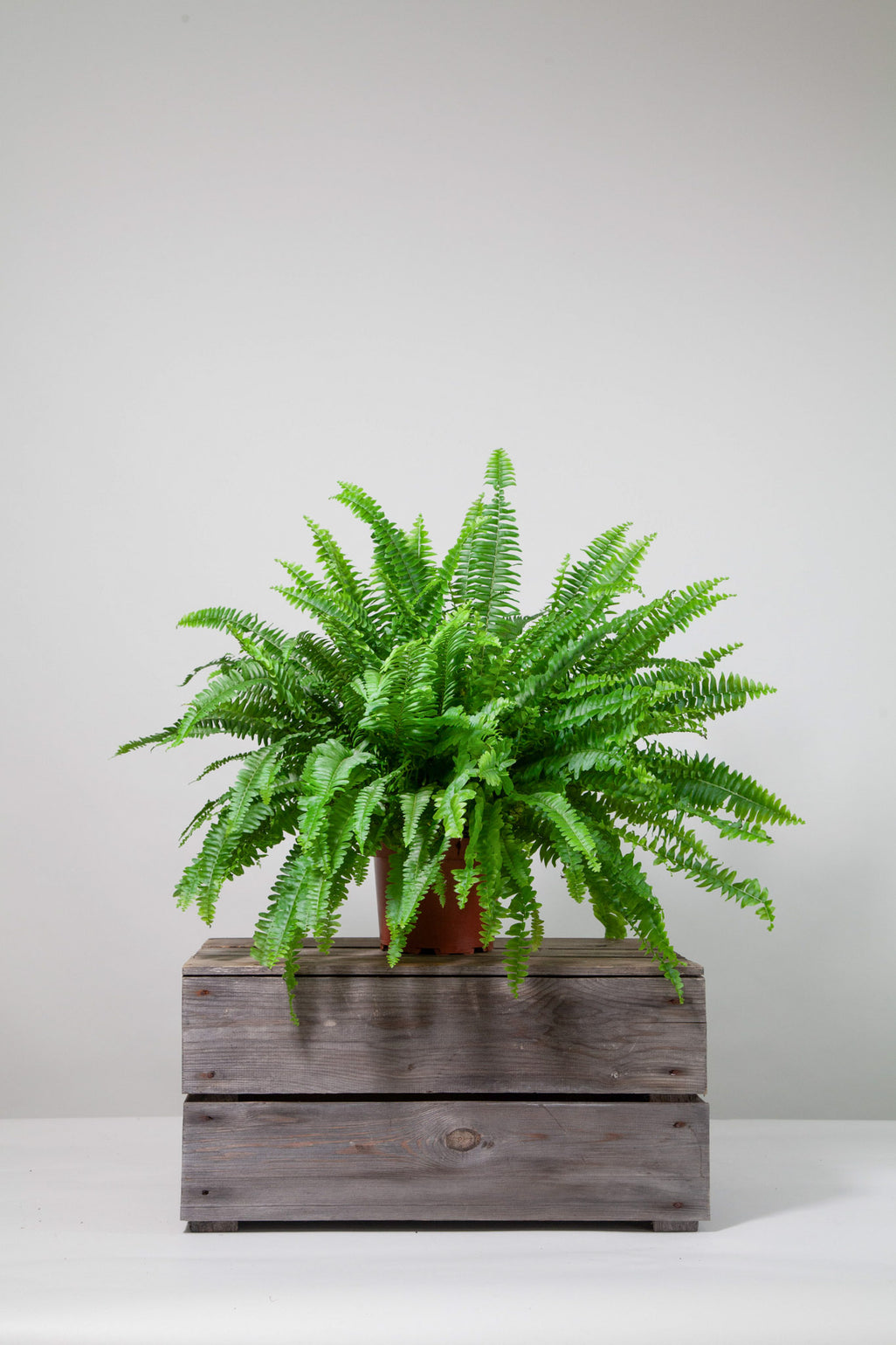 files/IndoorPlants-StudioShots13.11.2023-040.jpg